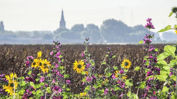 zomergroet prov zeeland