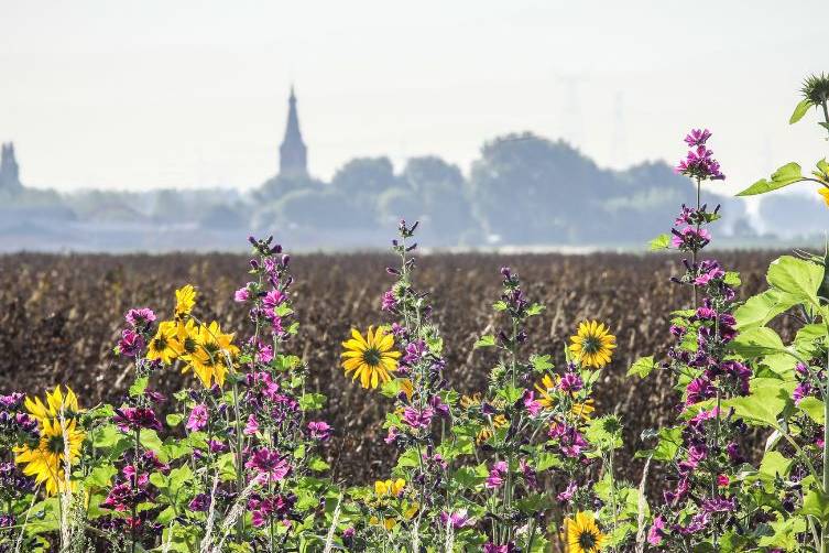 zomergroet prov zeeland